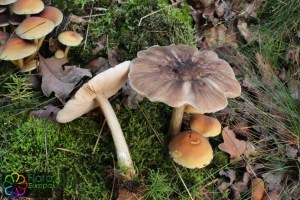 pluteus cervinus (1)